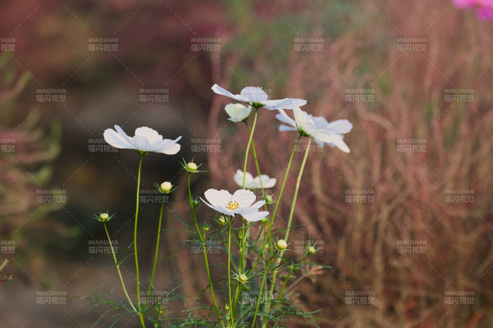秋日白花静谧绽放图片