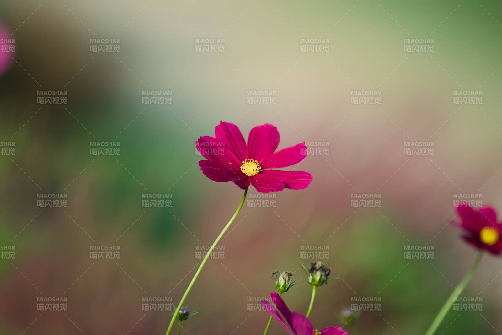 粉红花朵在风中摇曳图片