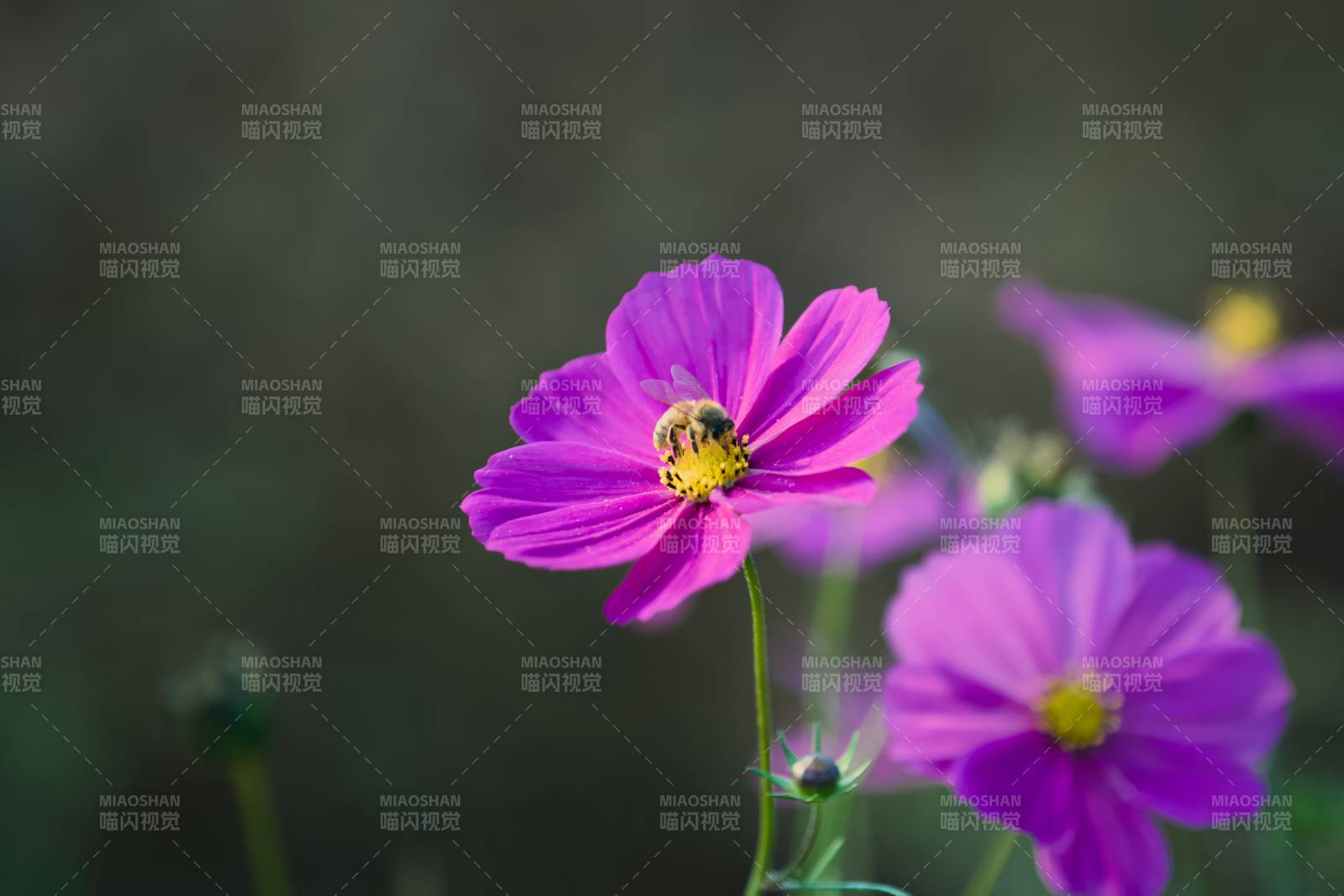 紫色花朵与蜜蜂共舞图片