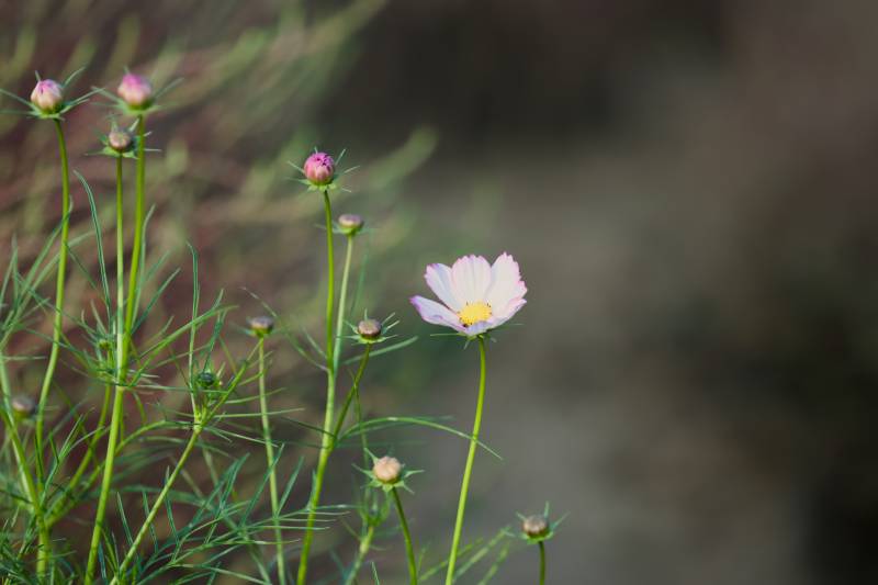 秋日野花静谧绽放图片
