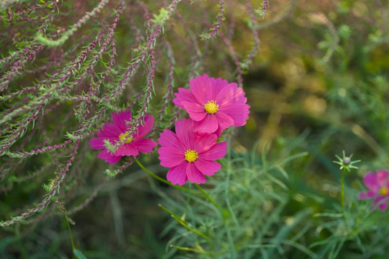 粉红花朵与绿叶相伴图片