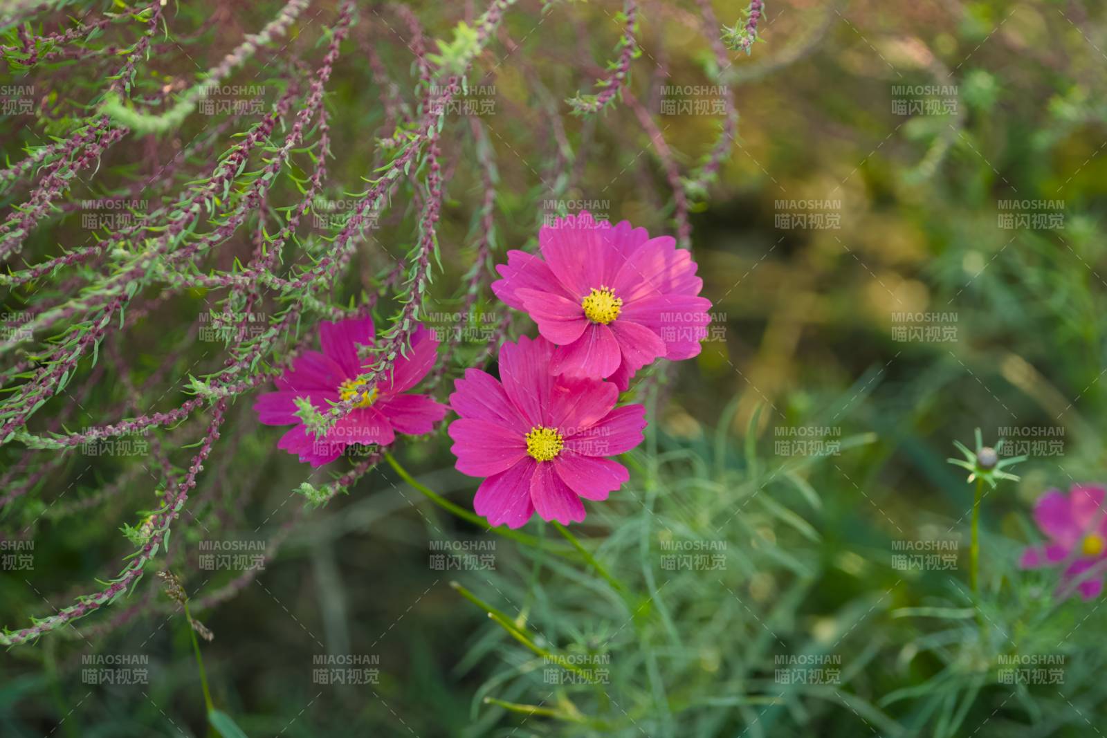 粉红花朵与绿叶相伴图片