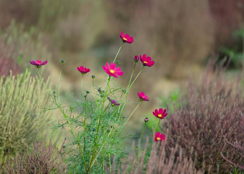 秋日野花绽放美景图片