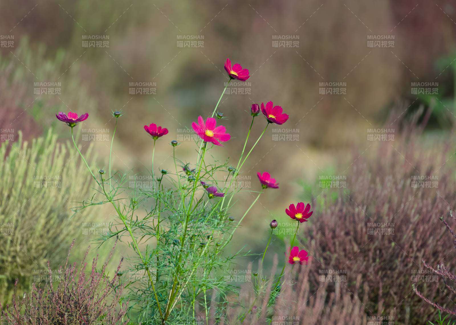 秋日野花绽放美景图片