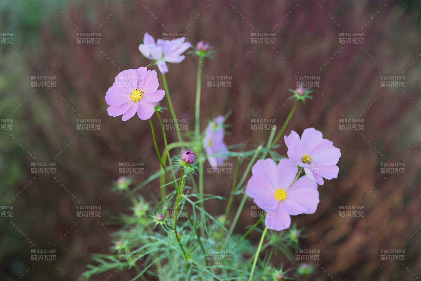 紫色小花在风中摇曳图片