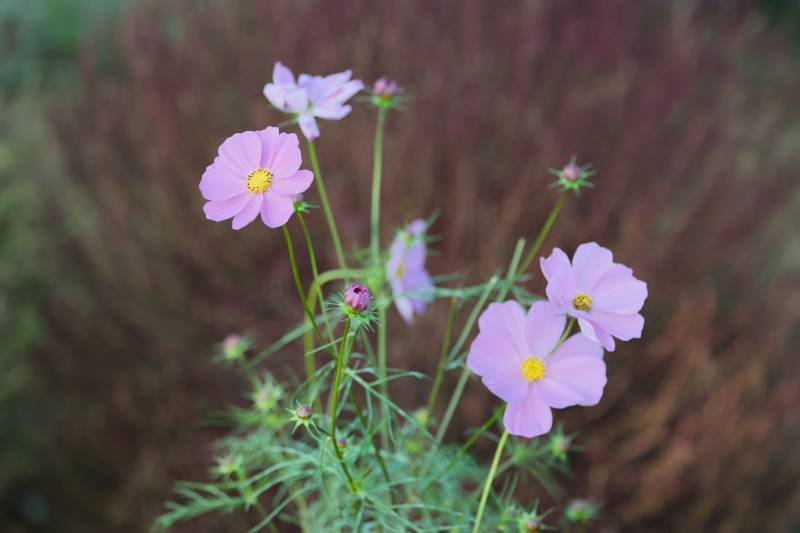 紫色小花在风中摇曳图片