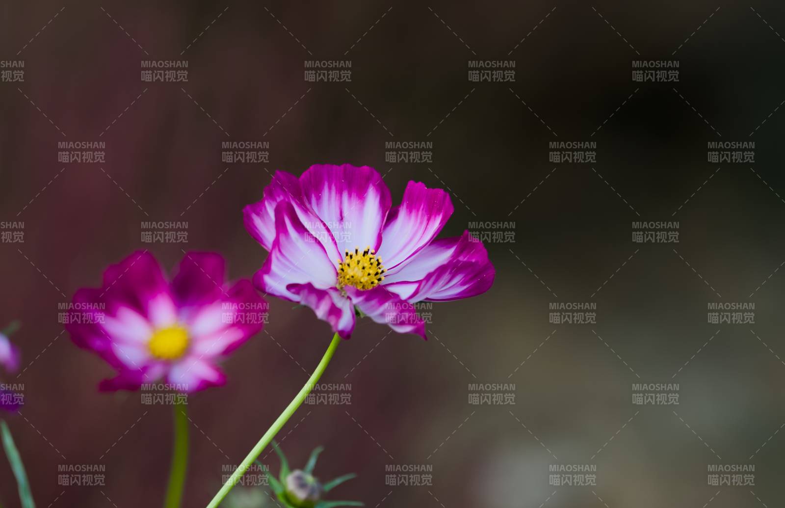 粉色花朵的美丽瞬间图片