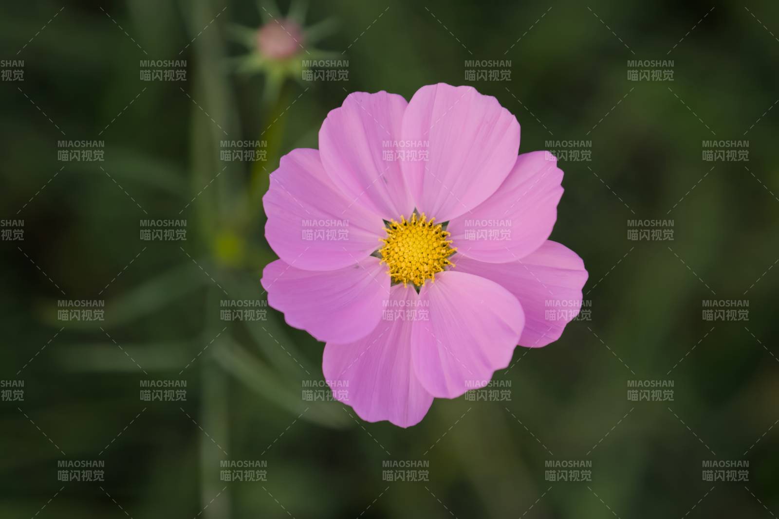 粉色花朵的美丽瞬间图片