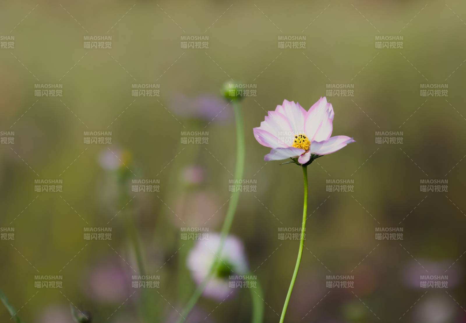 粉色花朵在风中摇曳图片