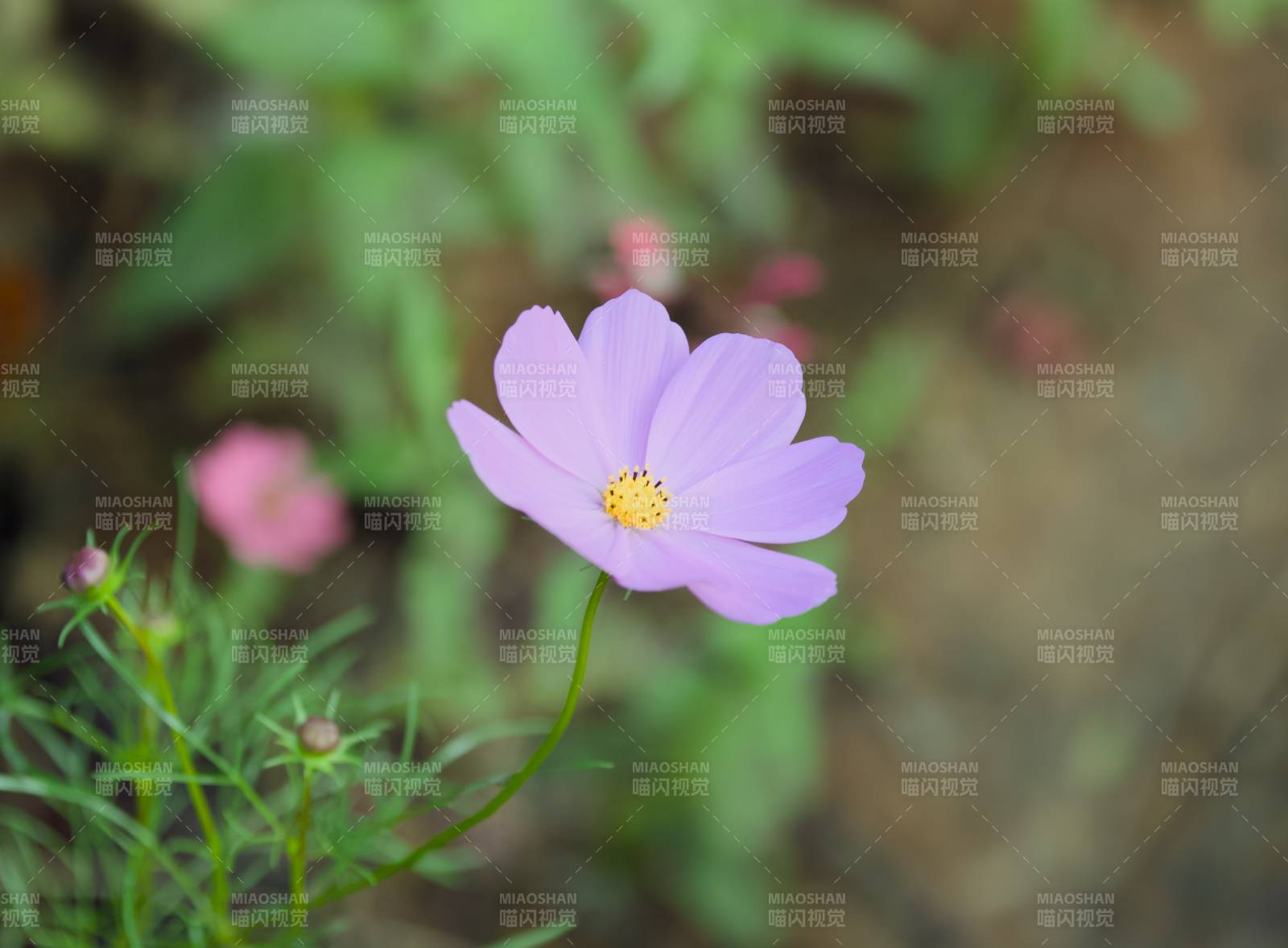 紫色花朵在绿叶中绽放图片