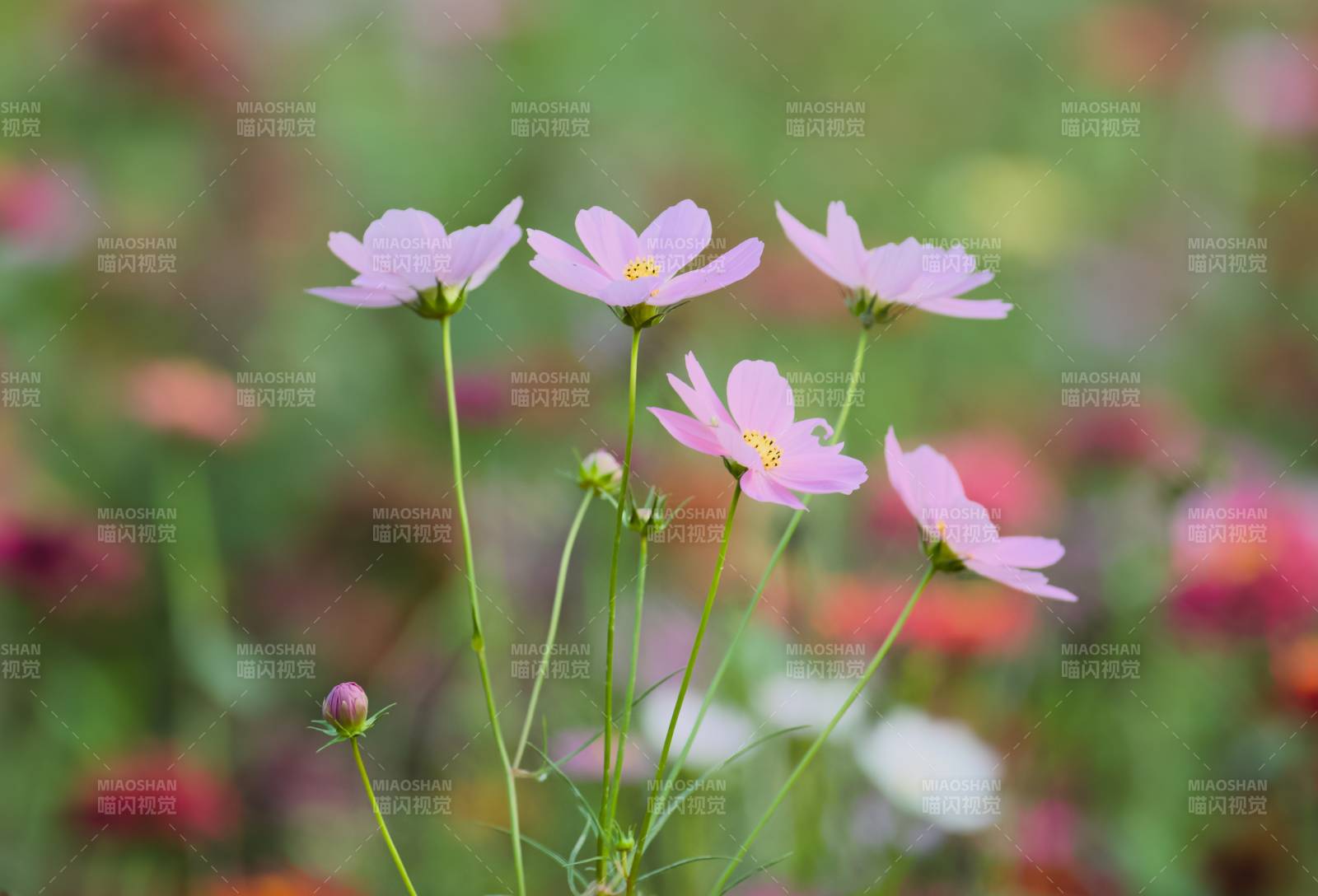 粉色花朵在风中摇曳图片