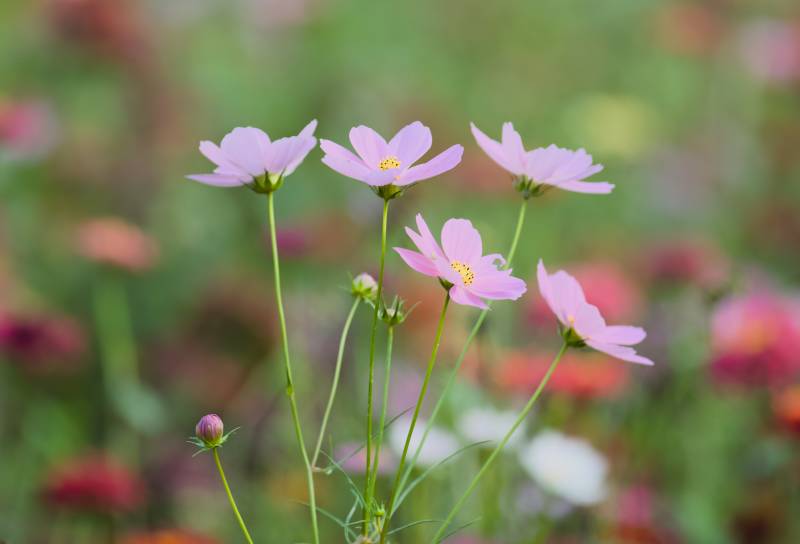 粉色花朵在风中摇曳图片