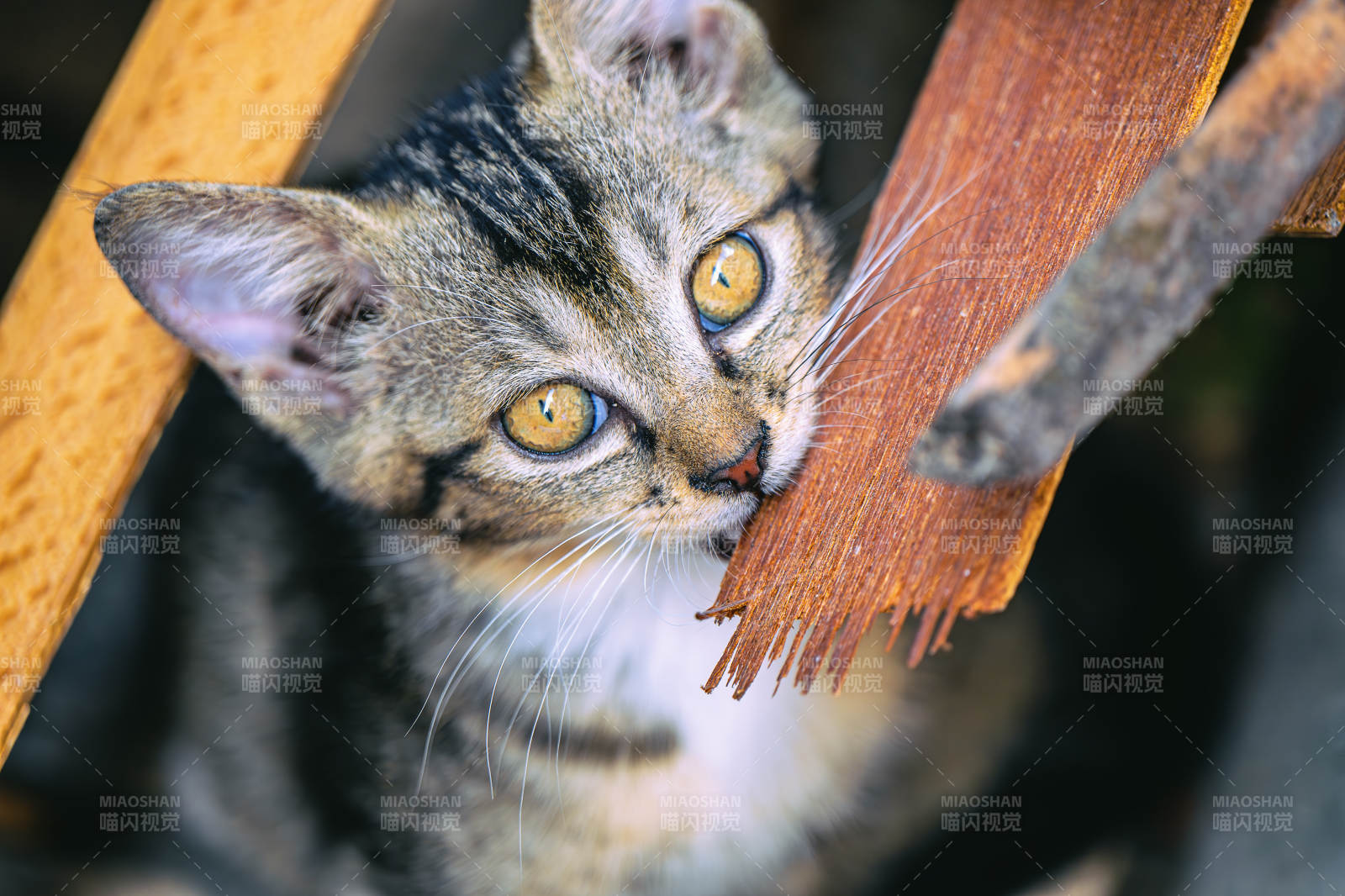 好奇小猫探头观察图片