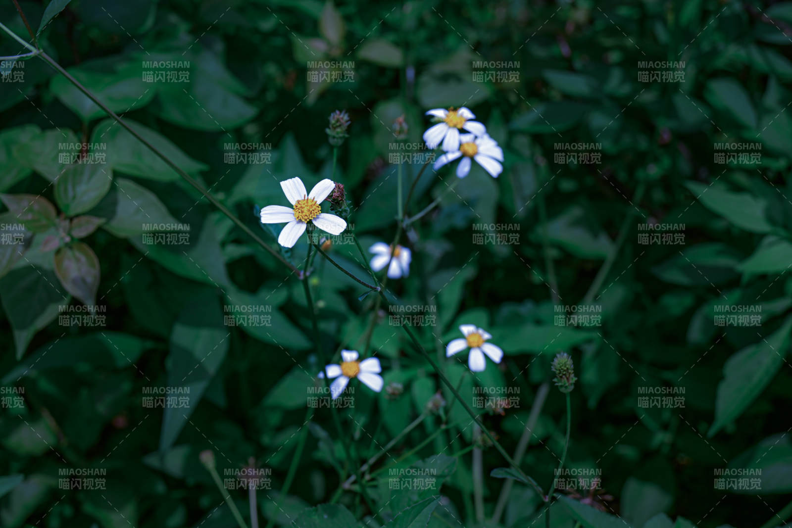 野花丛中的白色小雏菊图片