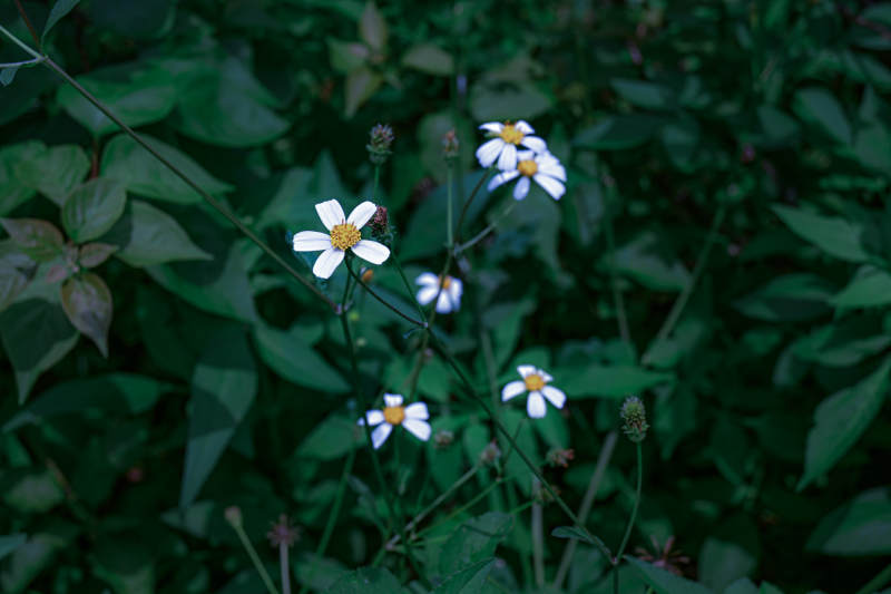 野花丛中的白色小雏菊图片