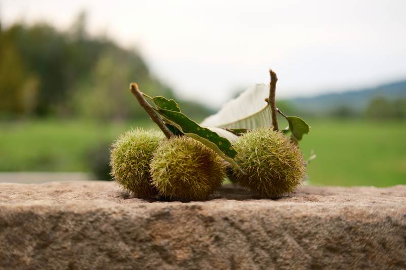 秋日带刺栗子图片