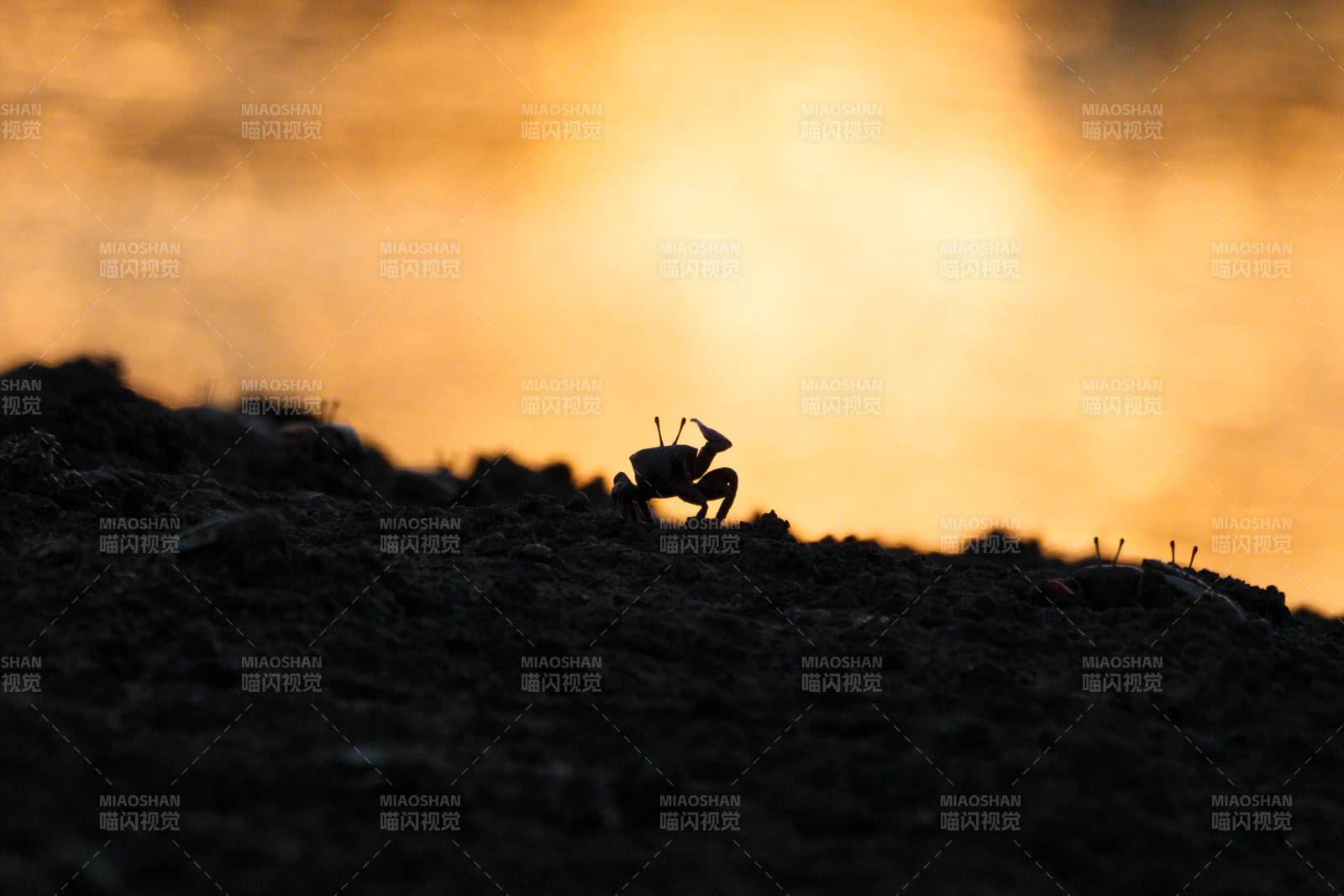 夕阳下的螃蟹剪影图片