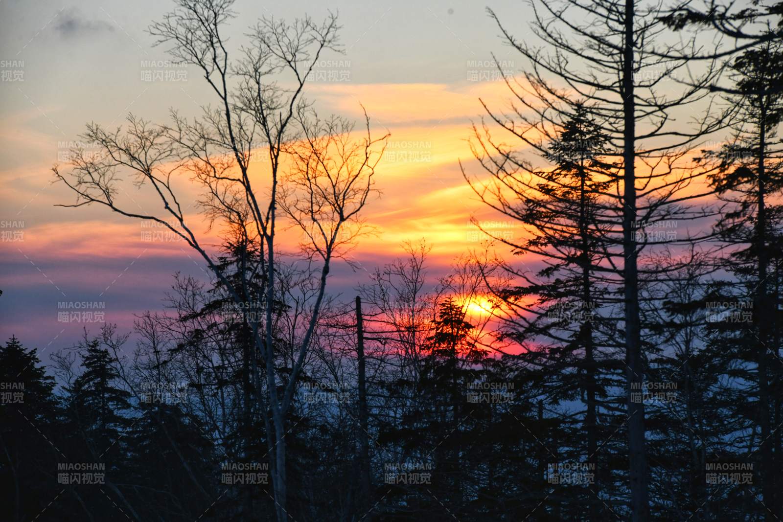 冬日黄昏 林间余晖图片