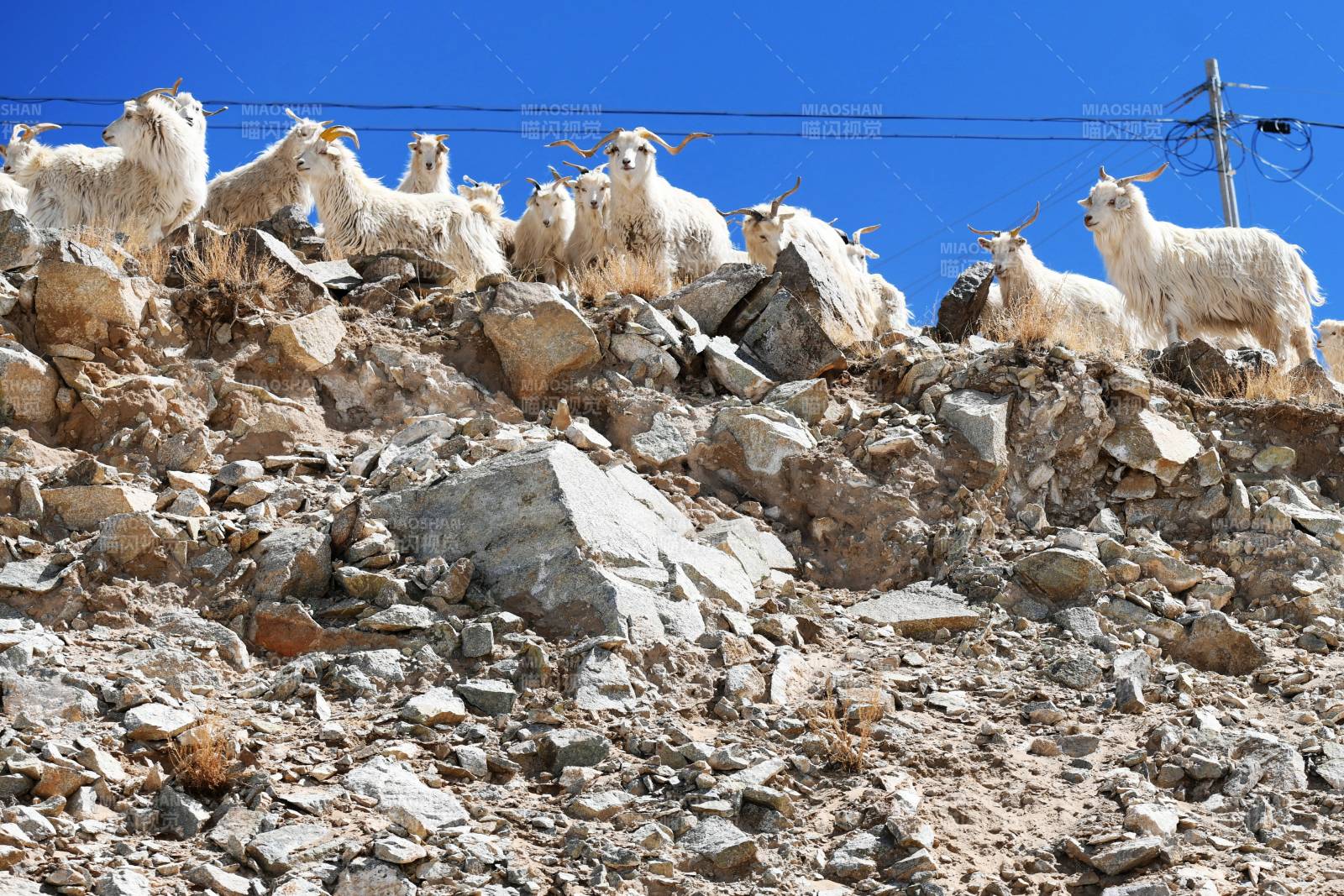 山羊群在岩石上休息图片