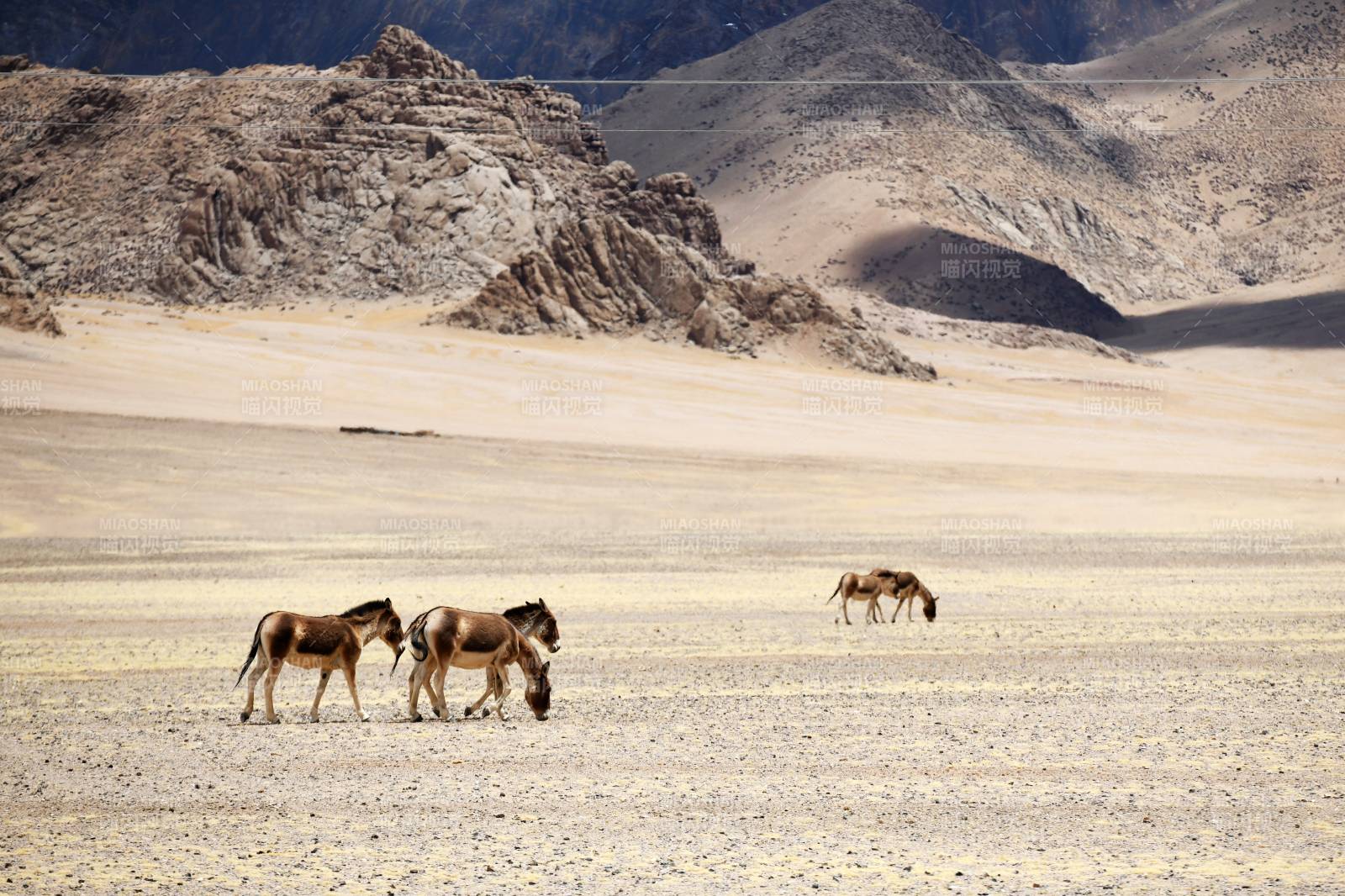 青藏高原荒漠中的野驴群图片
