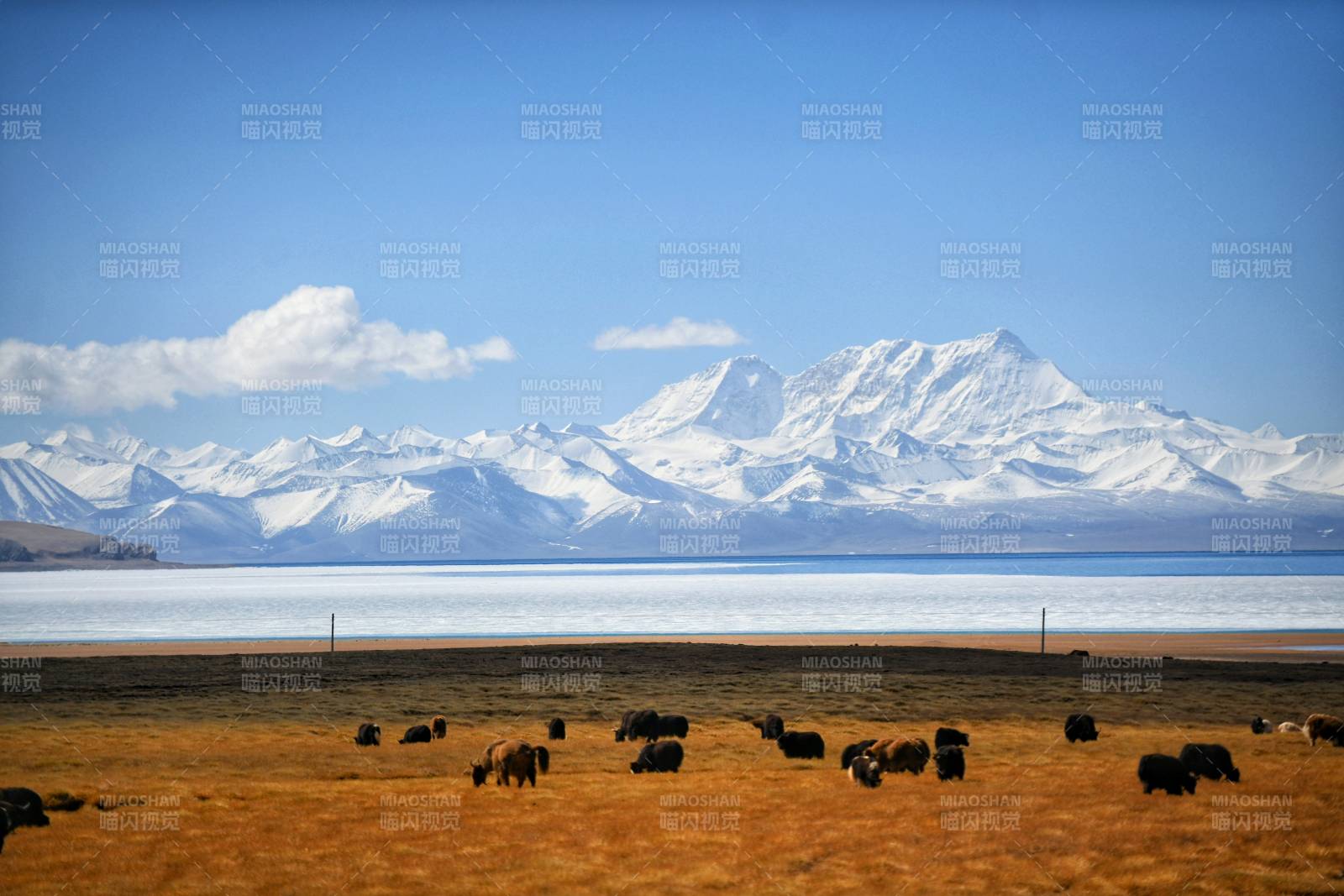 西藏雪山湖畔牦牛群图片