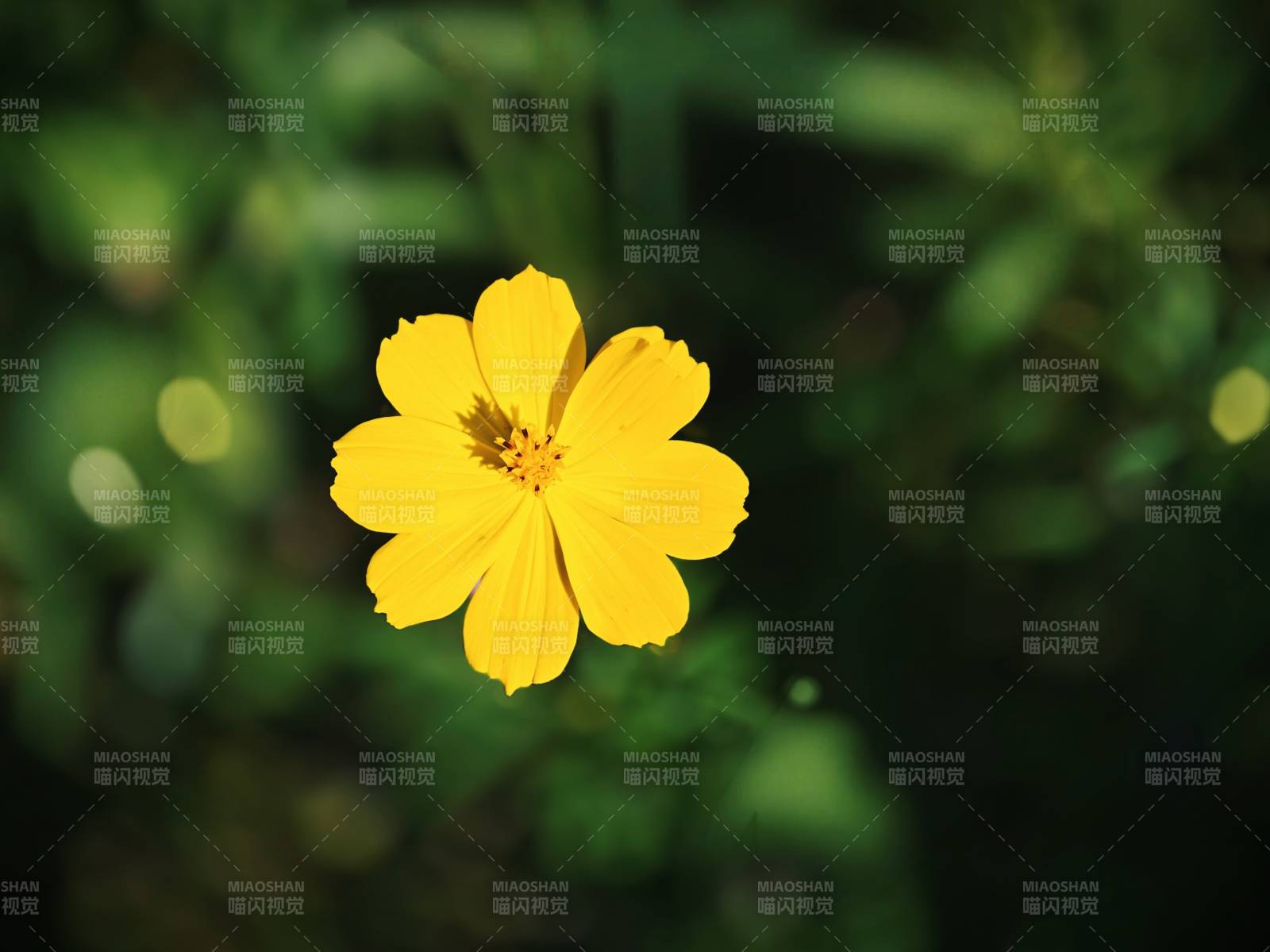 一朵明亮的黄色小花图片