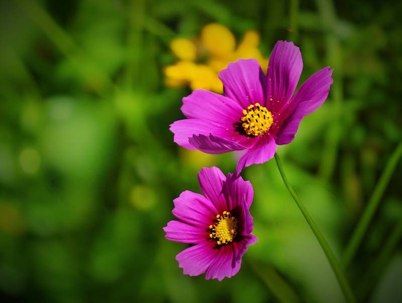 紫色花朵的美丽瞬间图片