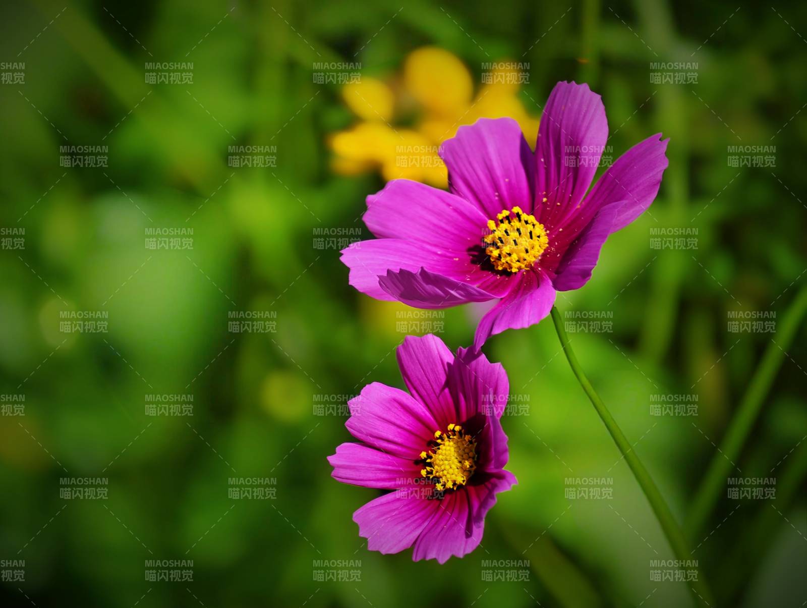 紫色花朵的美丽瞬间图片