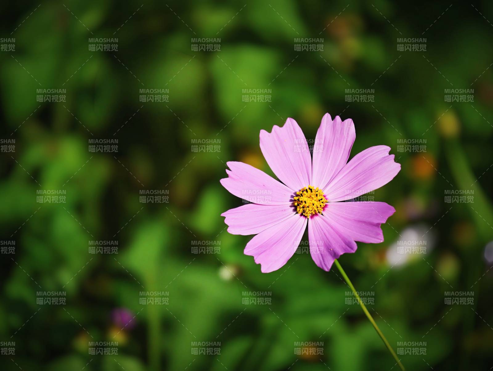 格桑花在绿叶中绽放图片