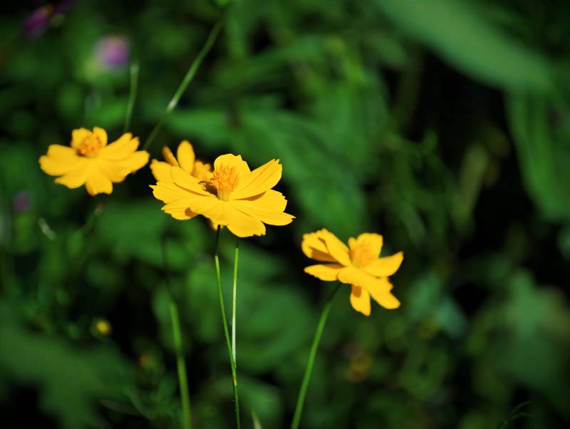 夏日黄花映绿叶图片