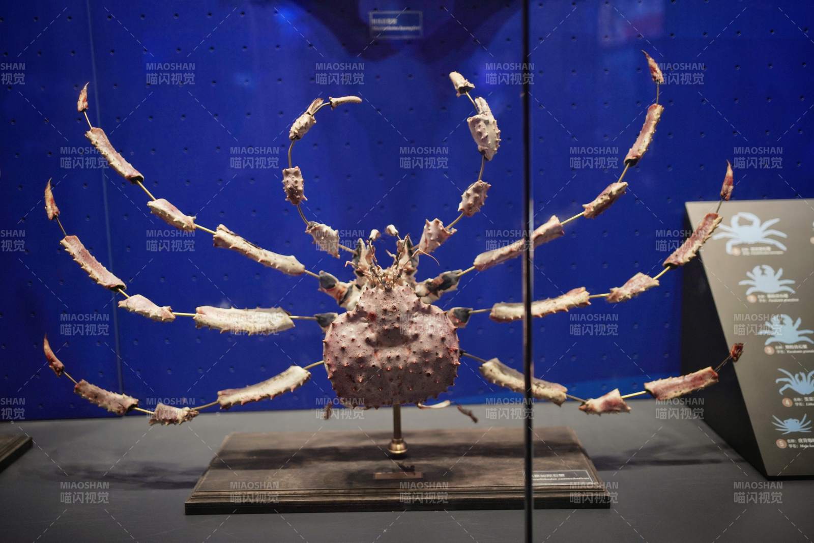 云南澄江地化石博物馆巨型螃蟹标本展示图片