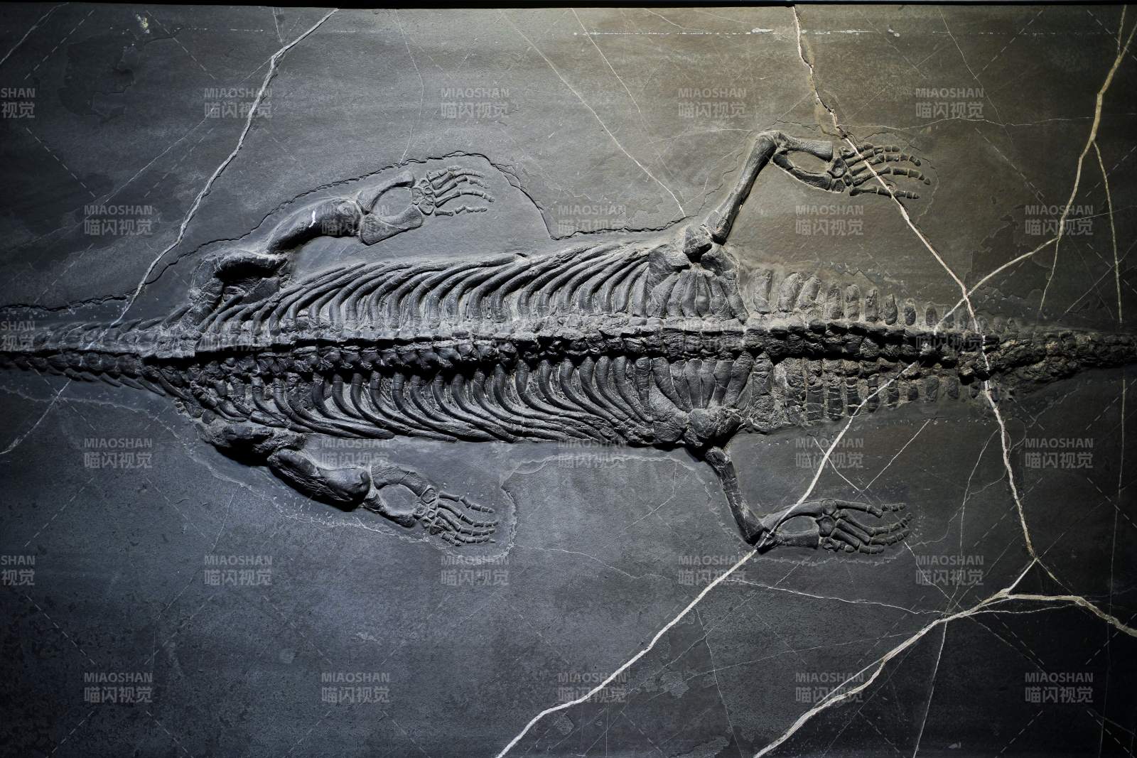 云南澄江化石地博物远古海洋爬行动物化石图片
