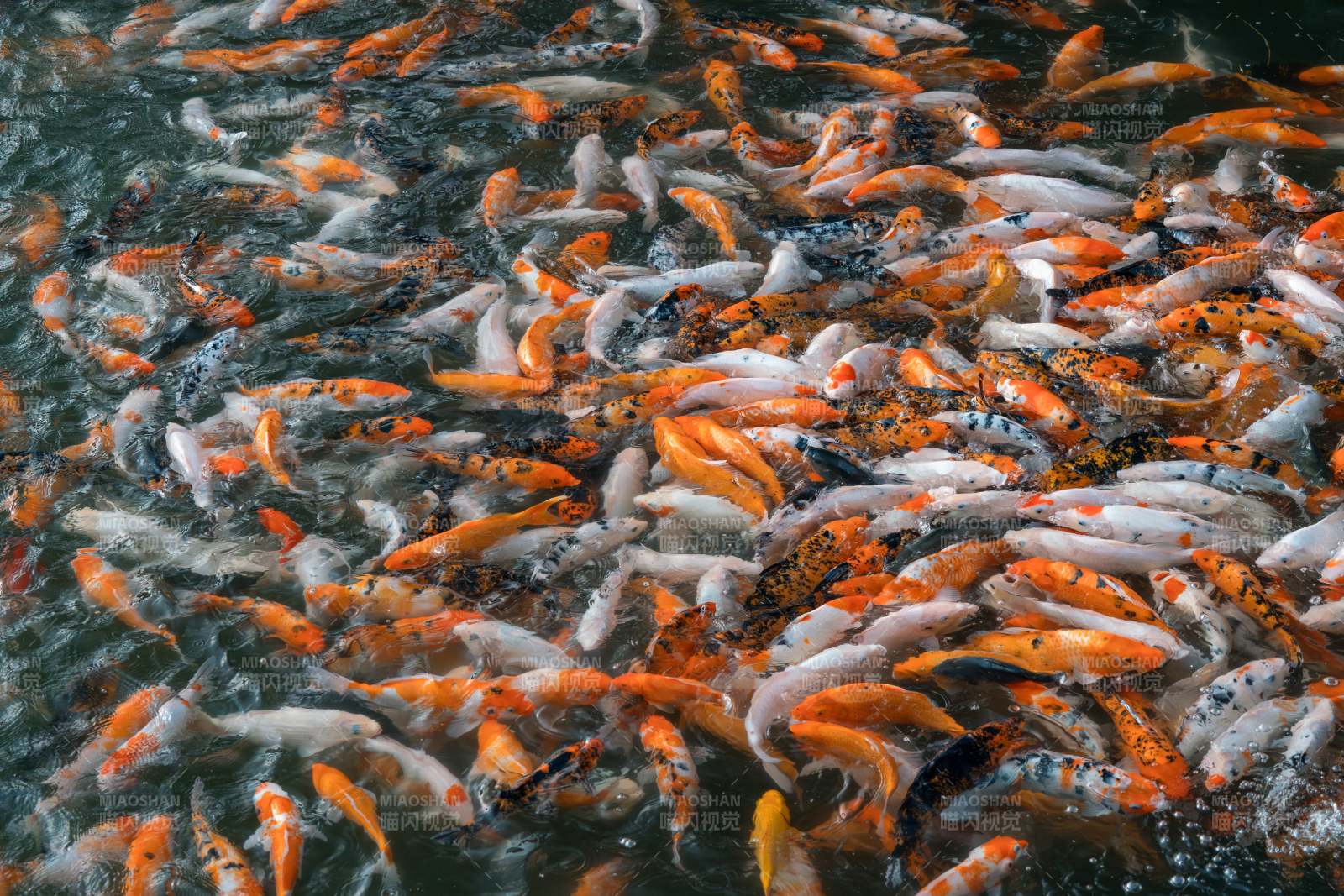 池中锦鲤群游图图片