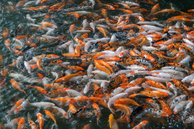 池中锦鲤群游图图片