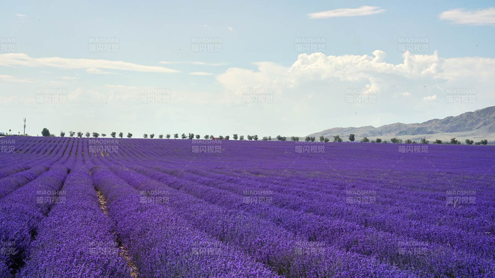 薰衣草田的紫色梦境图片