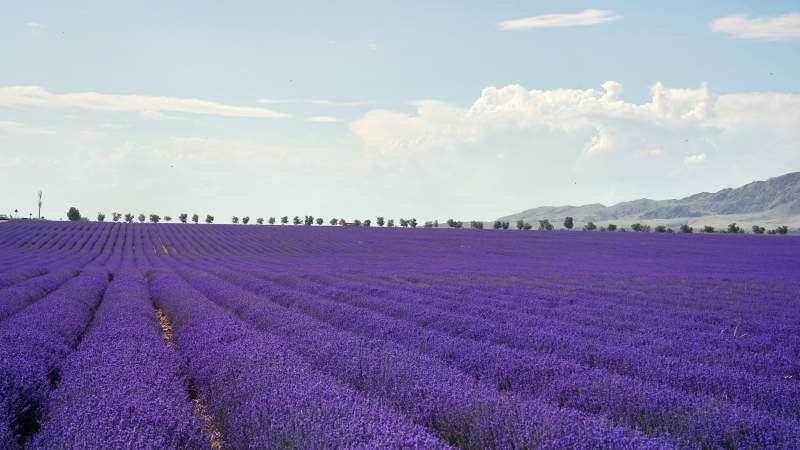 薰衣草田的紫色梦境图片