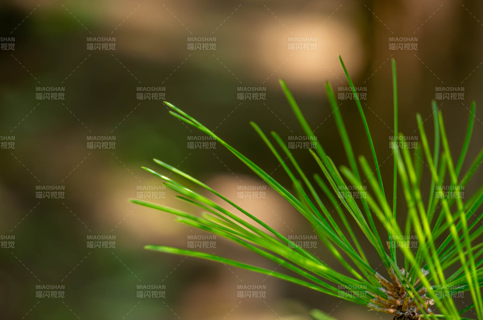 松针特写 自然之美图片