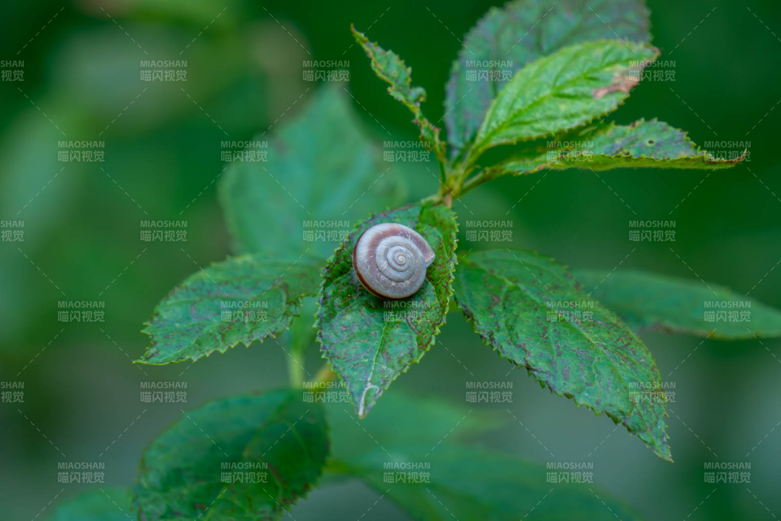 叶尖上的蜗牛小憩图片