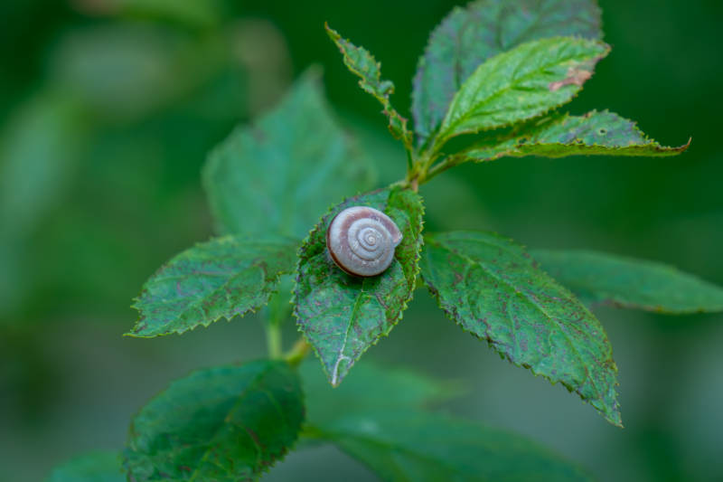 叶尖上的蜗牛小憩图片