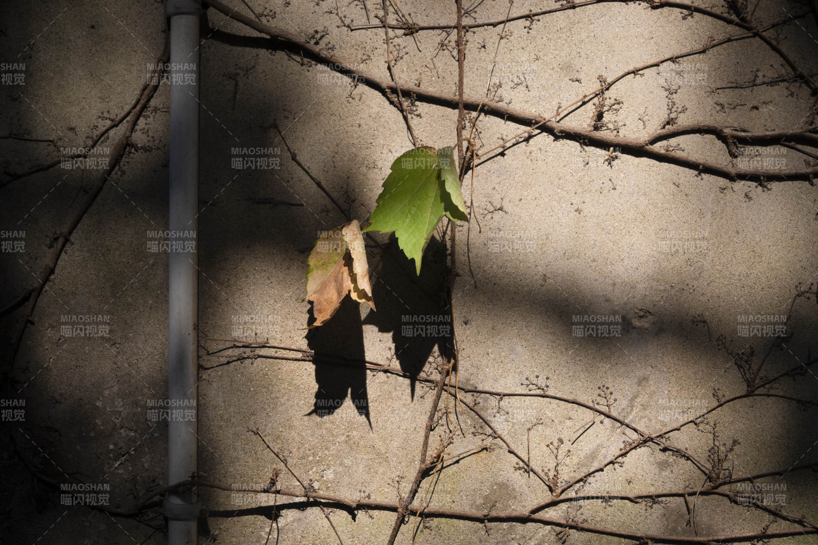 墙上的绿叶与影子图片