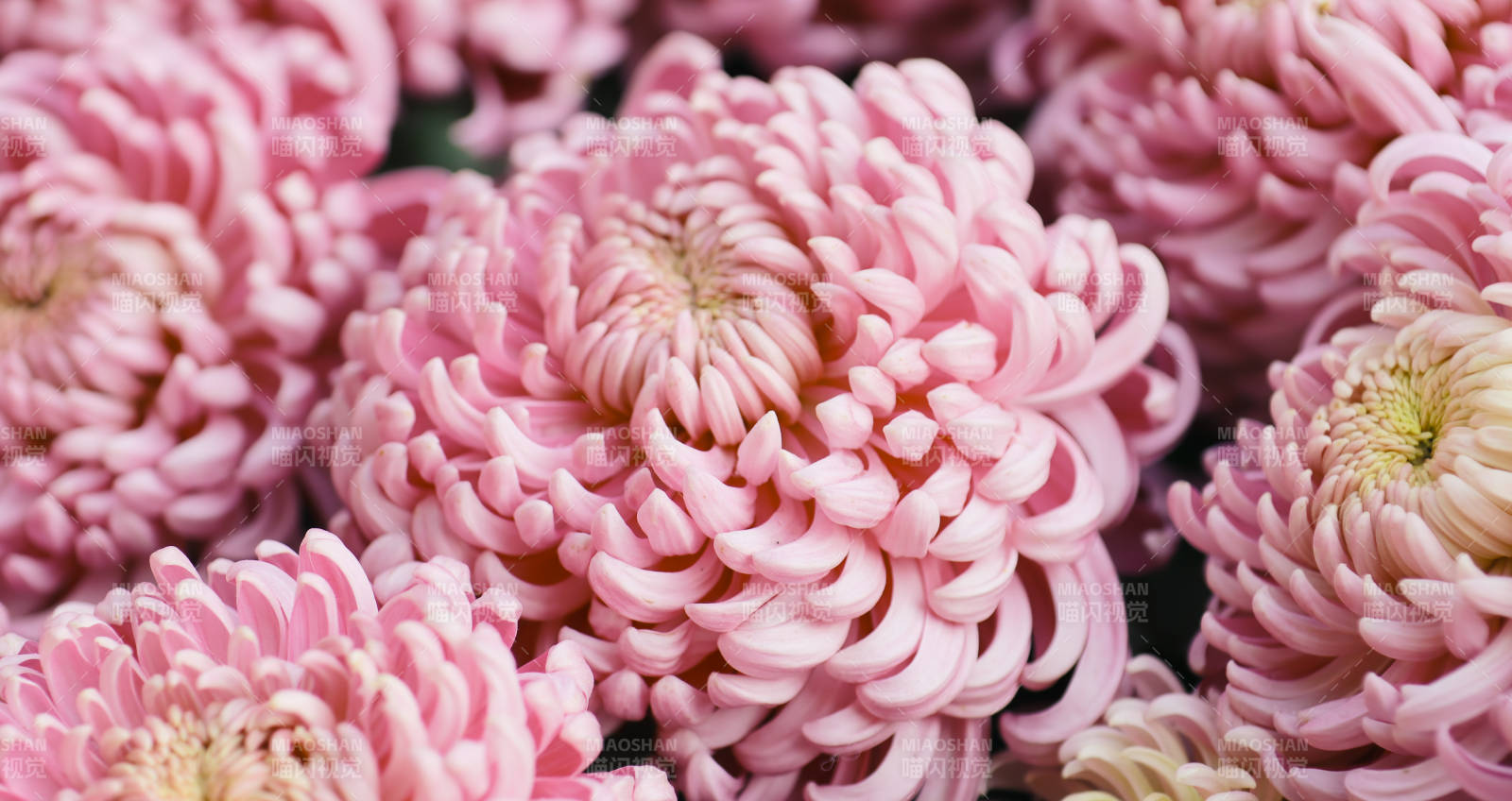 粉色菊花绽放之美图片