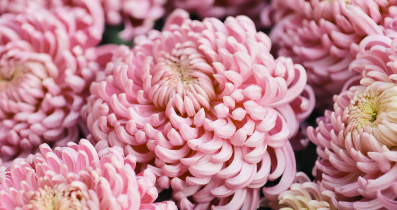 粉色菊花绽放之美图片