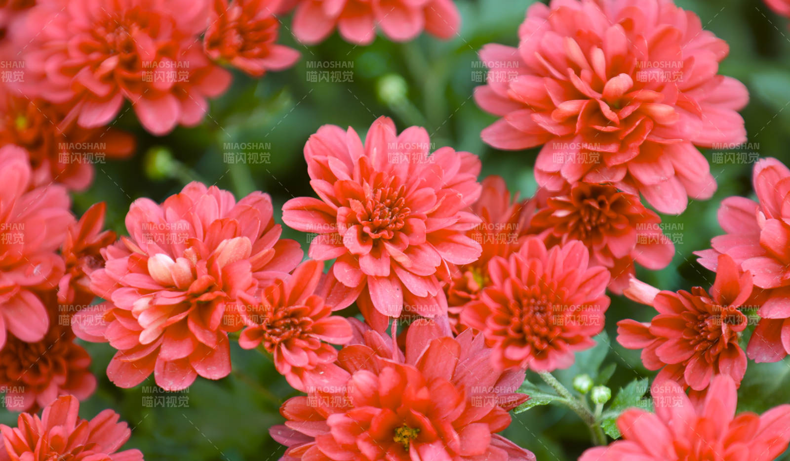 红色菊花绽放的美丽瞬间图片