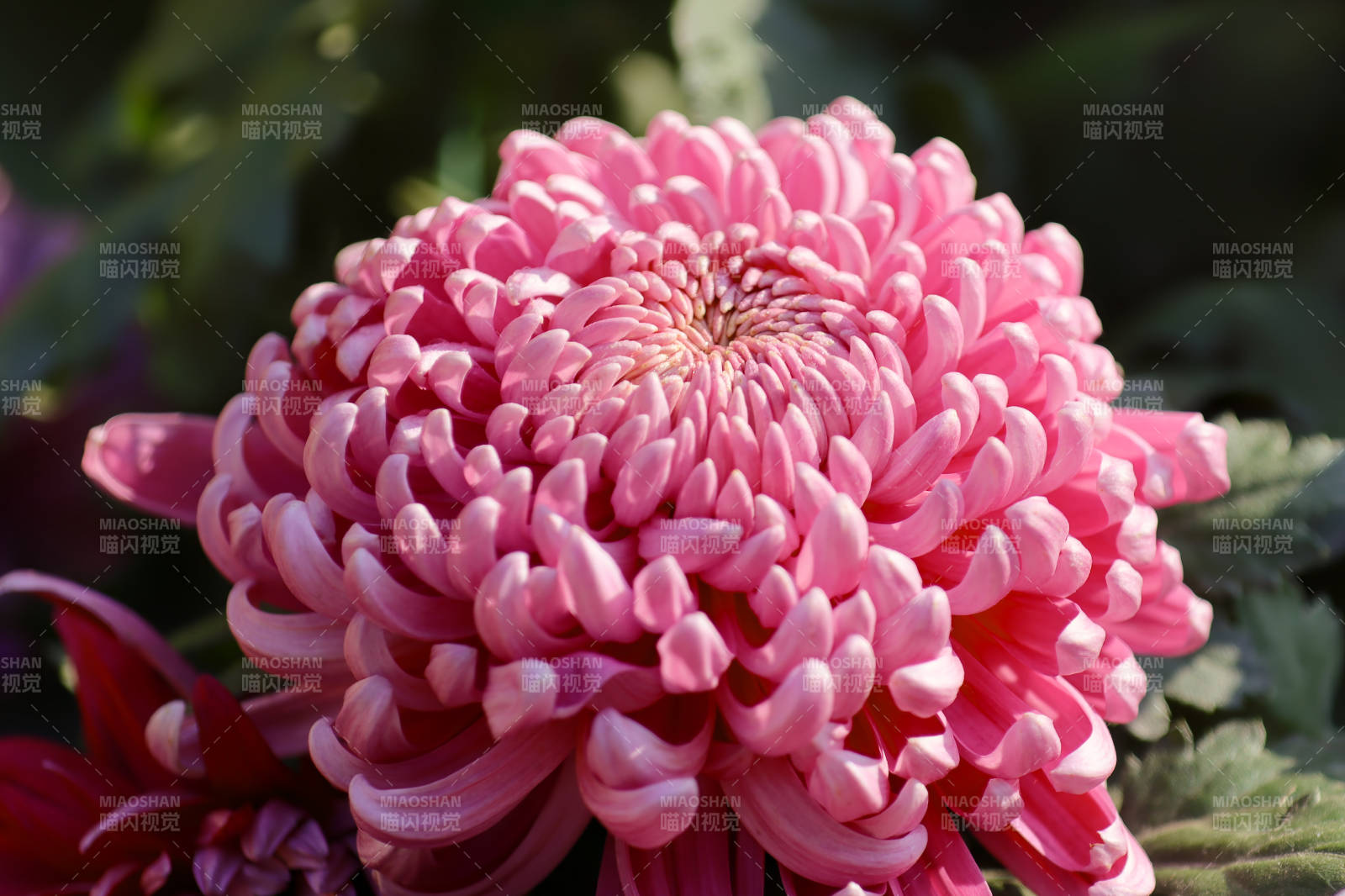 粉色菊花绽放美丽瞬间图片