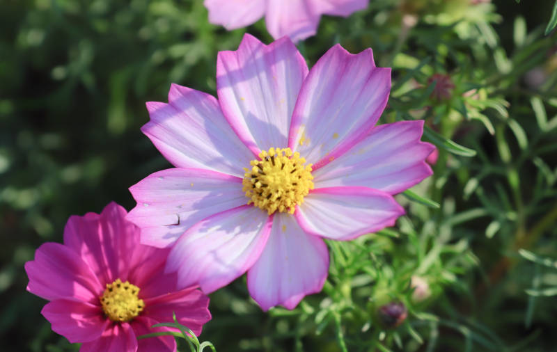 粉色波斯菊的美丽绽放图片