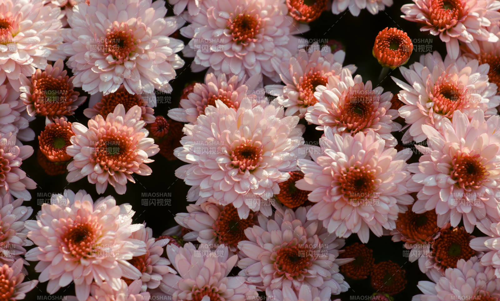 粉色菊花绽放之美图片