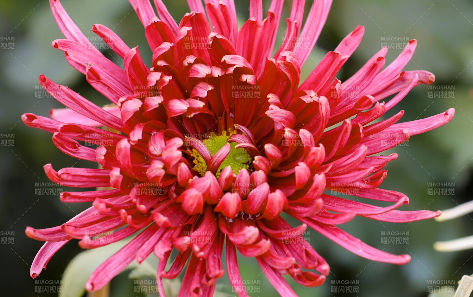 红色菊花绽放特写图片