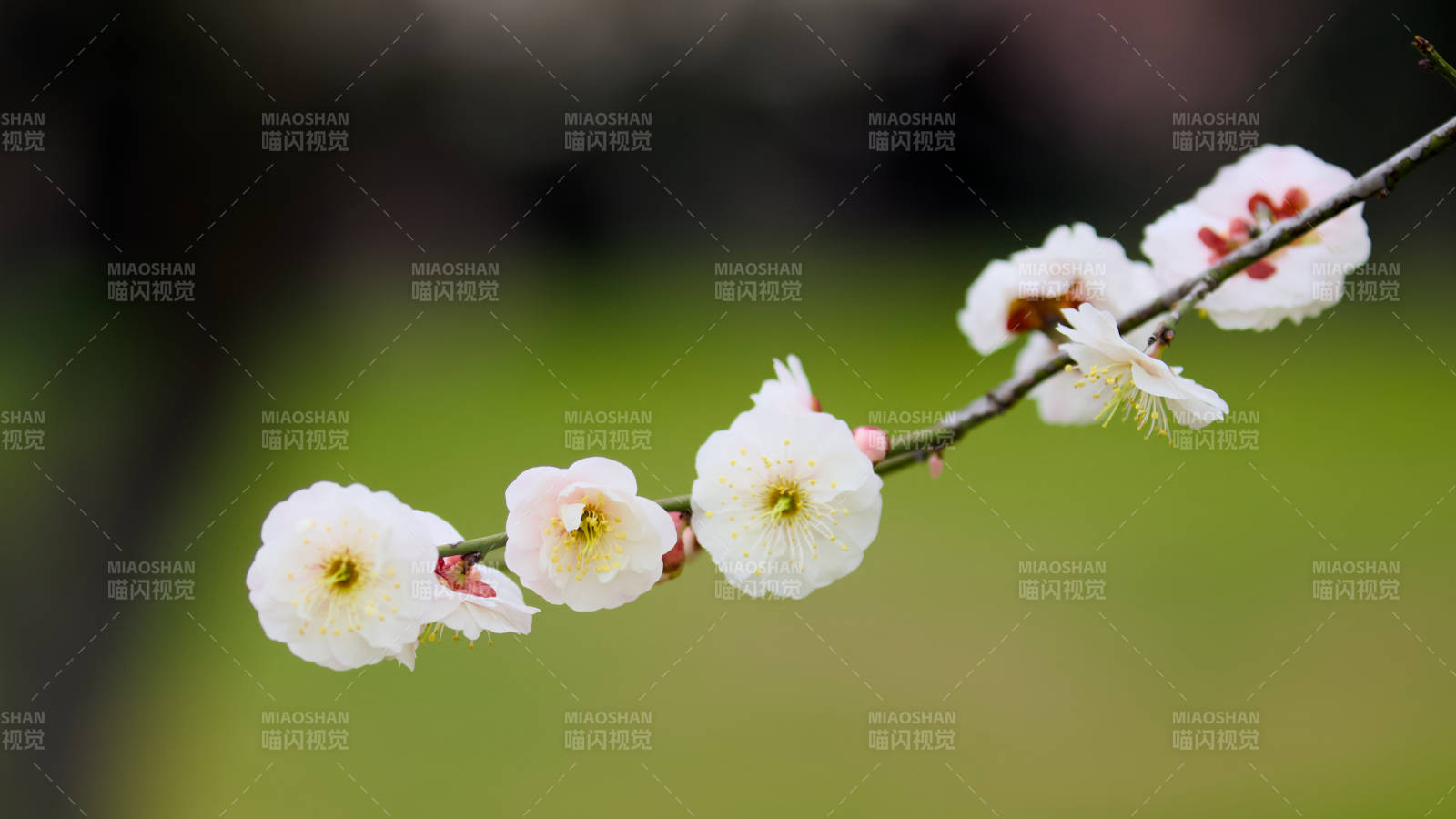 冬日梅花绽放枝头图片