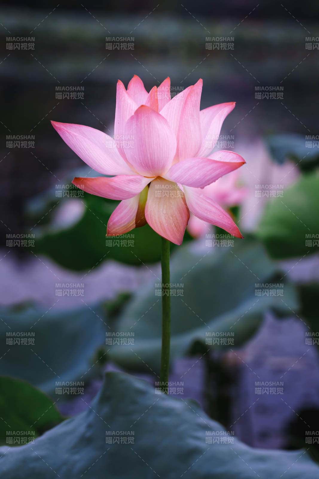 粉嫩莲花静谧绽放图片