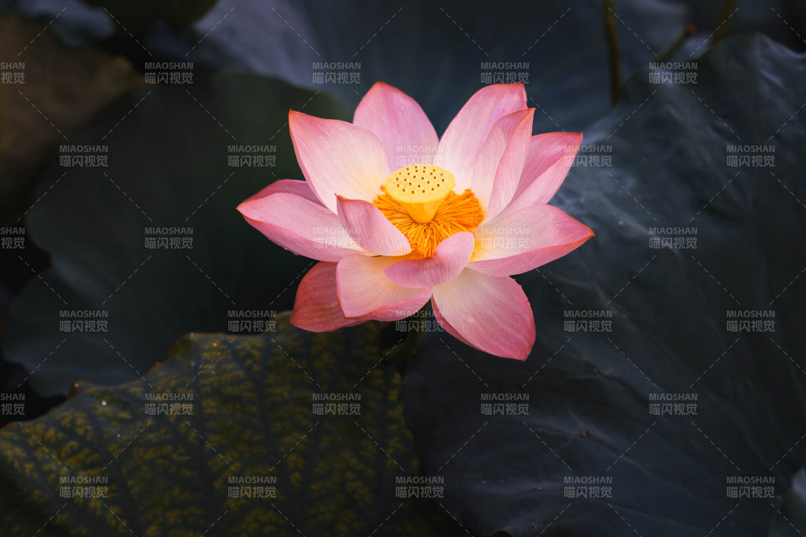 粉莲静绽 幽香四溢图片